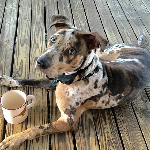 Meet your Posher, Ginger - Picture 1 of 1